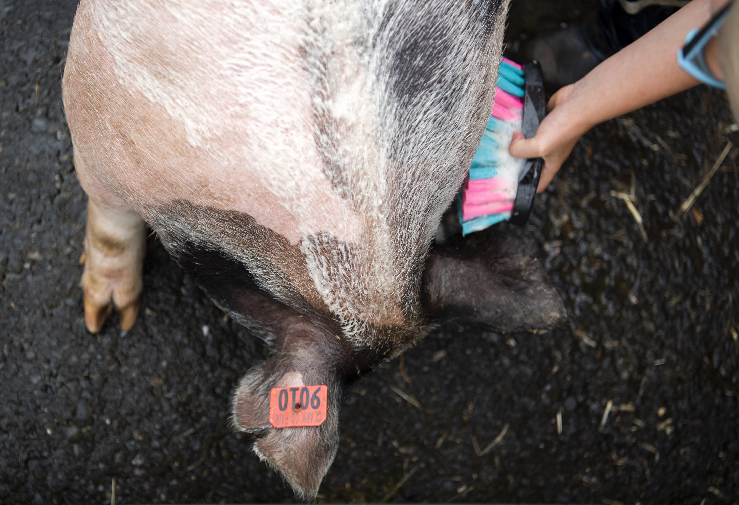 Hayden Hunzeker of Ridgefield, 10, washes her pig at the Clark County Fairgrounds in Ridgefield on Wednesday morning, August 7, 2019.