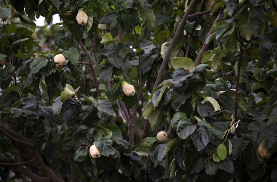 A rare quince tree, producing fruits that are better cooked than eaten raw, flourishes in the heritage garden in front of Fort Vancouver. Today’s heritage garden is a 95 percent accurate representation of varieties of plants grown here in the 1840s, volunteers said.