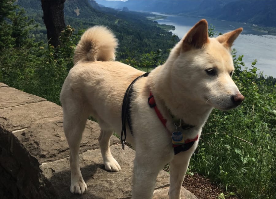 Niko went missing July 26 in the Gifford Pinchot National Forest. On Sunday, two park visitors spotted Niko, grabbed him and brought him home.