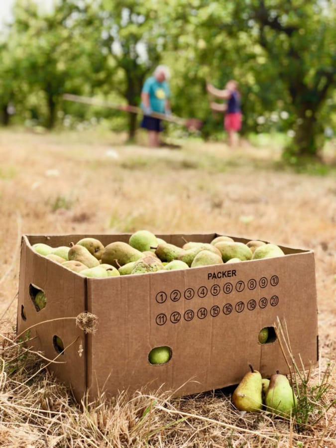Join the Pick-a-Pear-a-Thon Sept. 6-8 at Foley Community Orchard and help pick pears for the Clark County Food Band. Volunteers also get to take home free pears.