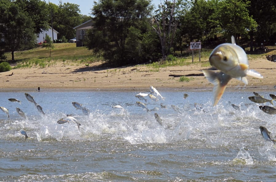 FILE - In this June 13, 2012, file photo, Asian carp, jolted by an electric current from a research boat, jump from the Illinois River near Havana, Ill. A newly released study says if Asian carp reach Lake Michigan, they probably would find enough food to spread far and wide. Some experts have questioned whether there’s enough plankton in the lake to sustain the invasive carp away from shoreline areas. But the new report released Monday, Aug. 12, 2019, by University of Michigan scientists says despite a drop-off of plankton caused by exotic mussels, the voracious carp could feed on other organic material when venturing into deeper waters.
