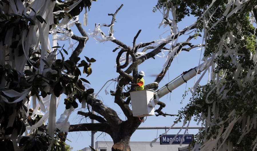 FILE - In this April 23, 2013 photo, a man works to cut down the poisoned oak trees at Toomer’s Corner at the entrance to Auburn University in Auburn, Ala. University of Alabama fan Harvey Updyke Jr. pleaded guilty to placing herbicide on the trees and was ordered to pay about $800,000 in restitution. He is due in court on Oct. 30, 2019, to explain why the money is not being paid.