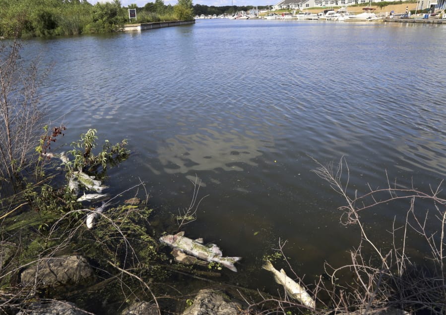In this Thursday, Aug. 15, 2019, photo several dead fish float along the bank of Burns Ditch near the Portage Marina in Portage, Ind. Some beaches along northwestern Indiana's Lake Michigan shoreline are closed after authorities say a chemical spill in a tributary caused a fish kill.