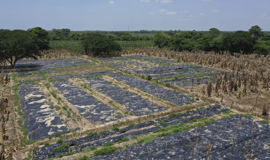 Black, plastic sheets cover a banana plantation hit by a disease that ravages the crops on a plantation near Riohacha, Colombia, Thursday, Aug. 22, 2019. Officials have uprooted trees where the fungus has been detected and covered the soil with black plastic sheets that raise the temperatures to levels that could stop the disease from spreading.