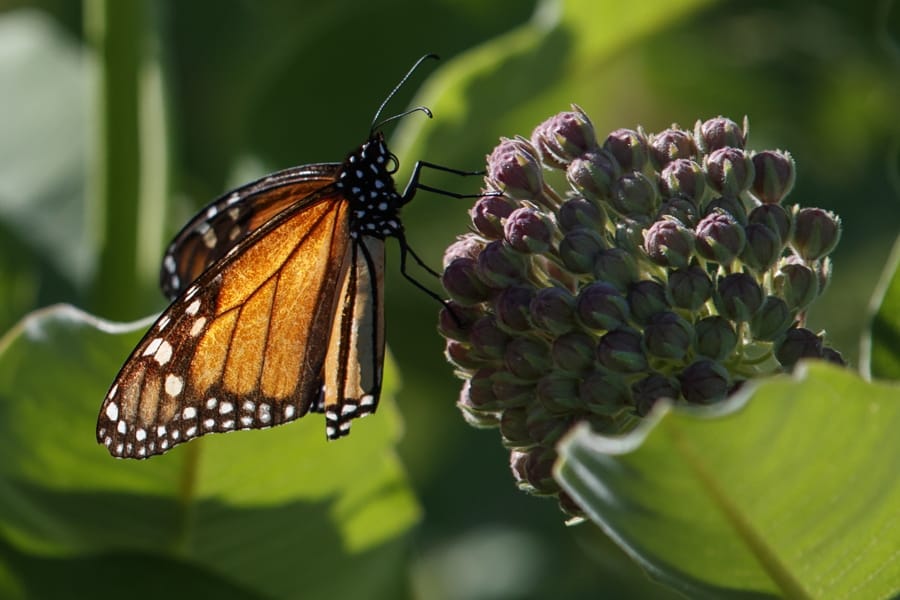 A monarch butterfly perches on milkweed at the Patuxent Wildlife Research Center in Laurel, Md., Friday, May 31, 2019. Farming and other human development have eradicated state-size swaths of its native milkweed habitat, cutting the butterfly’s numbers by 90% over the last two decades. It is now under considered for listing under the Endangered Species Act.