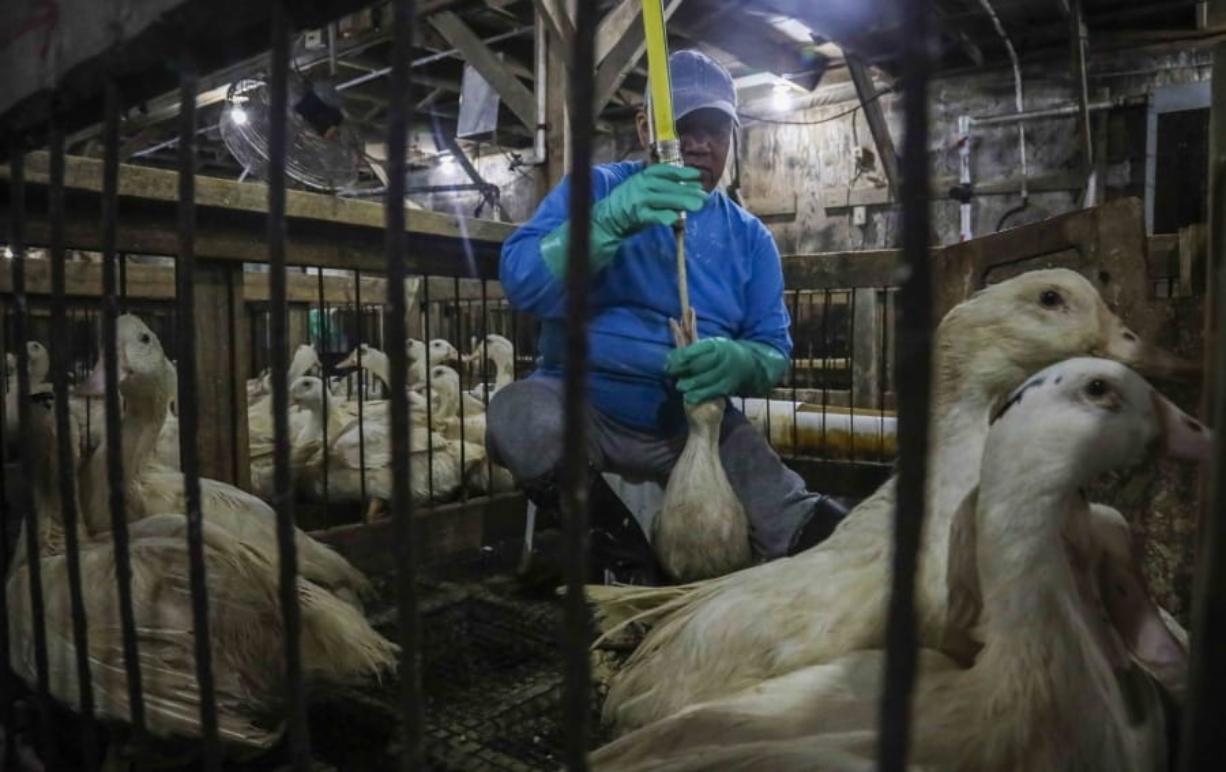 CORRECTS TO HUDSON VALLEY FOIE GRAS INSTEAD OF HIDDEN VALLEY FOIE GRAS In this July 18, 2019 photo, Moulard ducks, a hybrid white farm Peking duck and a South American Muscovy duck, are caged and force-fed at Hudson Valley Foie Gras duck farm in Ferndale, N.Y., to fatten their livers to produce foie gras. A New York City proposal to ban the sale of foie gras, the fattened liver of a duck or goose, has the backing of animal welfare advocates, but could mean trouble for farms outside the city that are the premier U.S. producers of the French delicacy.