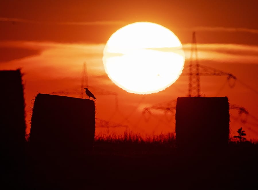 A bird sits on a straw bale in a field July 25 in Frankfurt, Germany, as the sun rises during an ongoing heat wave in Europe.