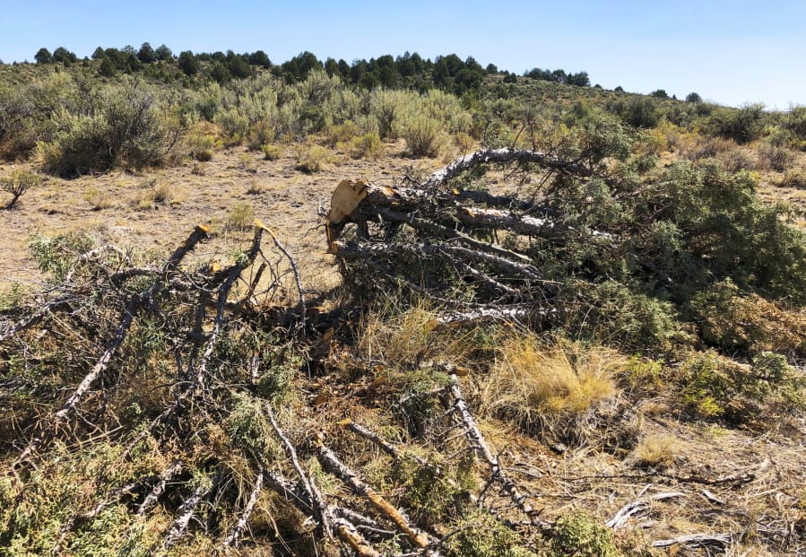 This Aug. 15 photo shows a juniper tree cut down as part of a giant project to remove junipers encroaching on sagebrush habitat needed by imperiled sage grouse in southwestern Idaho. The Bruneau-Owyhee Sage-Grouse Habitat Project aims to remove junipers on 965 square miles of state and federal land in Owyhee County.