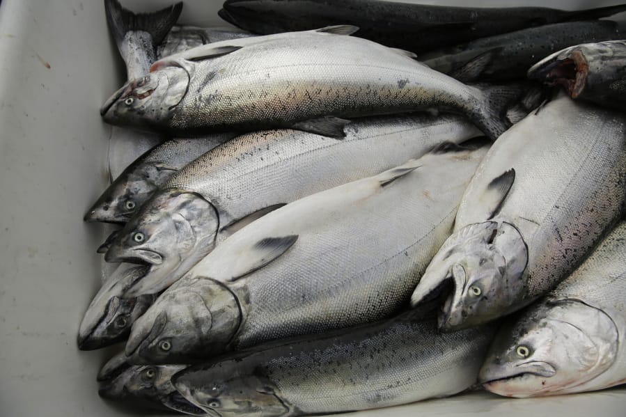 Chinook salmon stack up July 22 after being unloaded at Fisherman’s Wharf in San Francisco.