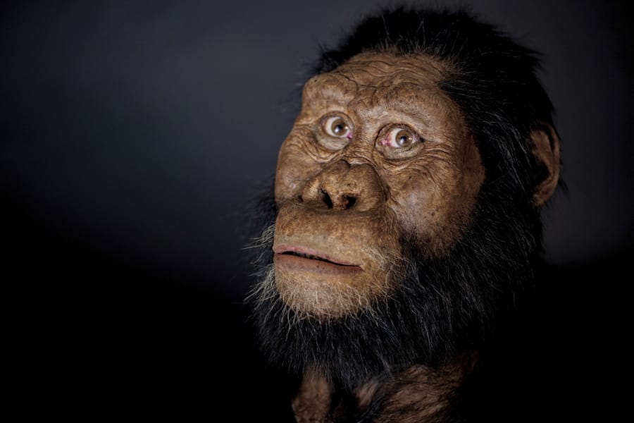 This undated photo shows a facial reconstruction model by John Gurche made from a fossilized cranium of Australopithecus anamensis.