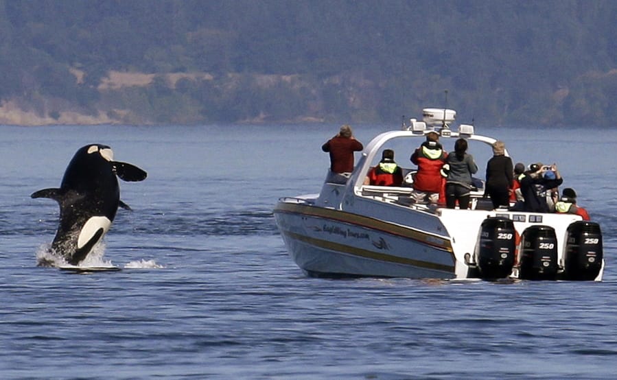 An orca leaps out of the water near a whale watching boat in July 2015 in the Salish Sea in the San Juan Islands. A new federal lawsuit seeks to establish a protection zone for endangered orcas in the Pacific Northwest.