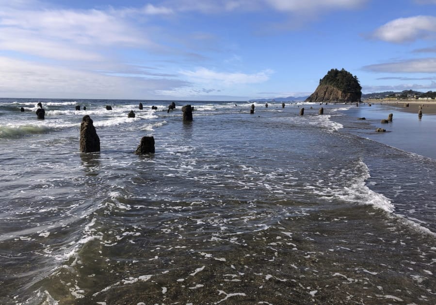 In this Thursday, Aug. 1, 2019, photo, evidence of a Cascadia earthquake’s awesome destructive power is visible at the beach in Neskowin, Ore. A “ghost forest” of Sitka spruces juts up from the beach in the tiny town. The trees were likely buried by tsunami debris 2,000 years earlier, and partially uncovered by storms in 1997.