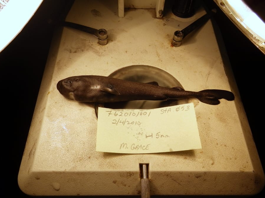 A pocket-sized pocket shark found in the Gulf of Mexico has turned out to be a new species, and one that squirts little glowing clouds into the ocean.