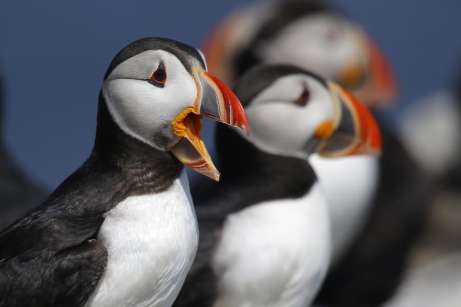 In this Saturday, July 20, 2019 photo, Atlantic puffins gather on Eastern Egg Rock, a small island off the coast of Maine. One of the most beloved birds in Maine is having one of its most productive seasons for mating pairs in years on remote islands off the state’s coast.(AP Photo/Robert F.