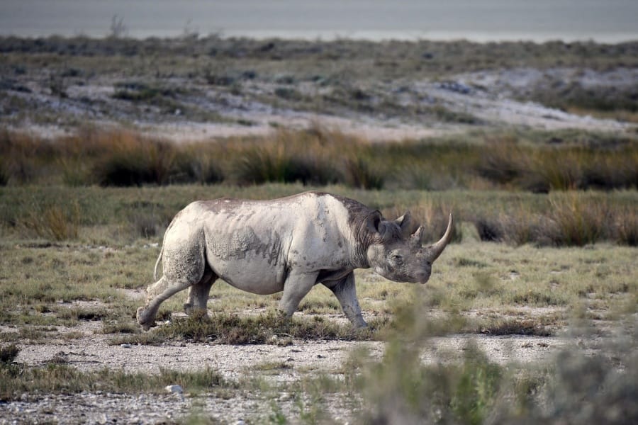A black rhinoceros is seen March 5 in the savannah landscape of the Etosha National Park.
