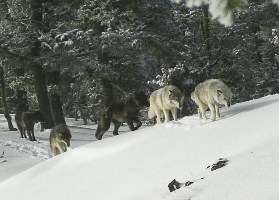 A wolf pack is captured by a remote camera Feb. 1, 2017, in Hells Canyon National Recreation Area in northeast Oregon. A lawsuit filed Thursday seeks to prevent the state from killing more wolves from a pack that is preying on cattle.
