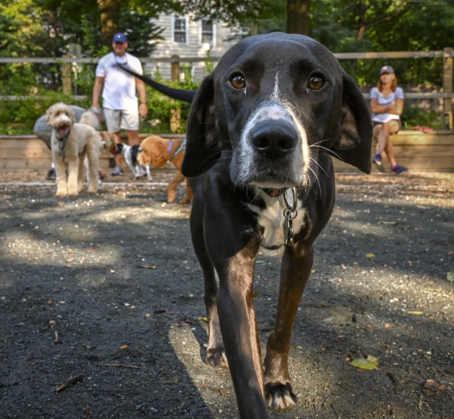 Stanley approaches the camera for his close-up at the Chevy Chase Village dog park in Maryland.