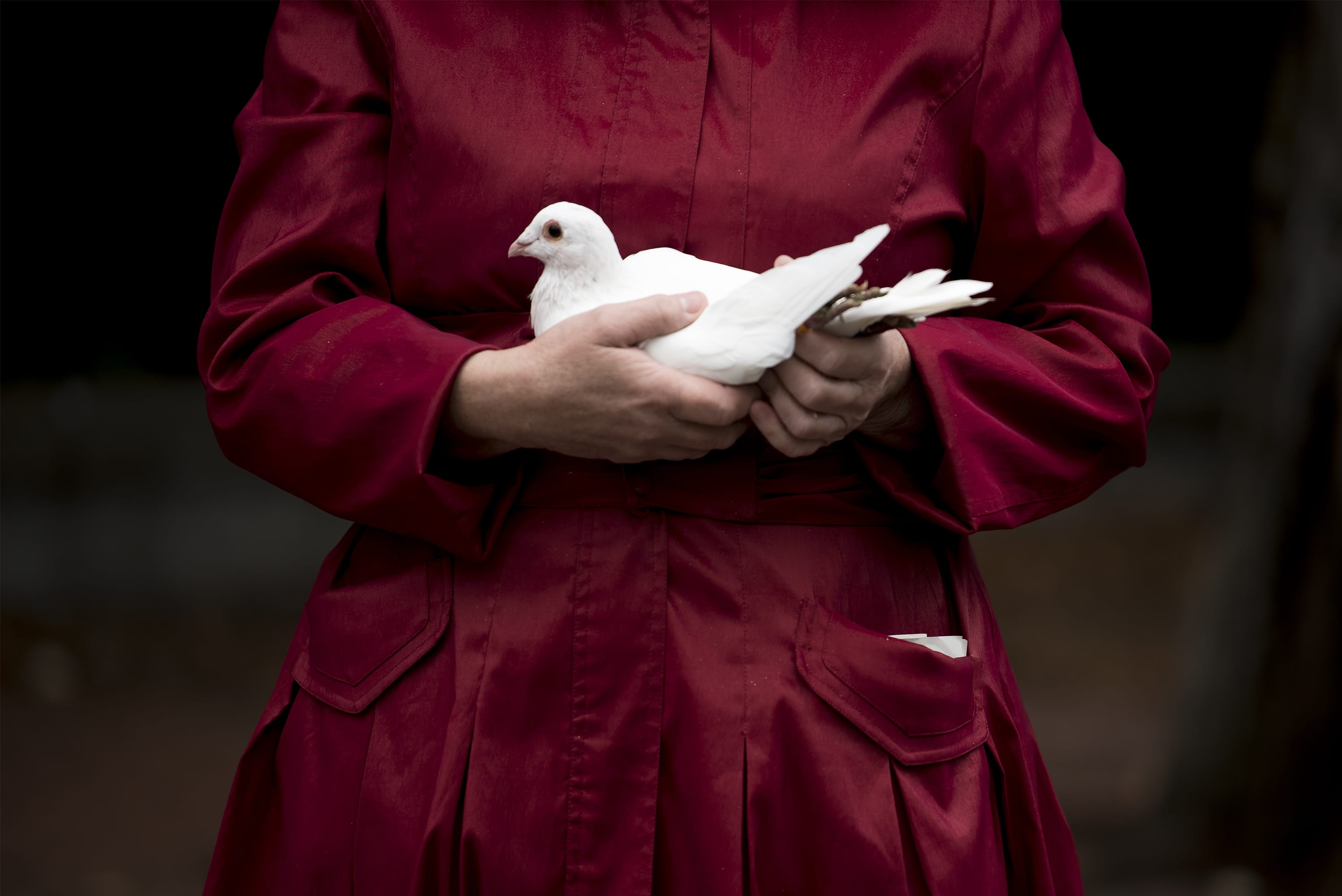 The Spirit Dove, which leads another 50 peace doves, is held by a handler prior to their release during the Patriot Day Salute in front of Vancouver City Hall on Wednesday morning, Sept. 11, 2019.