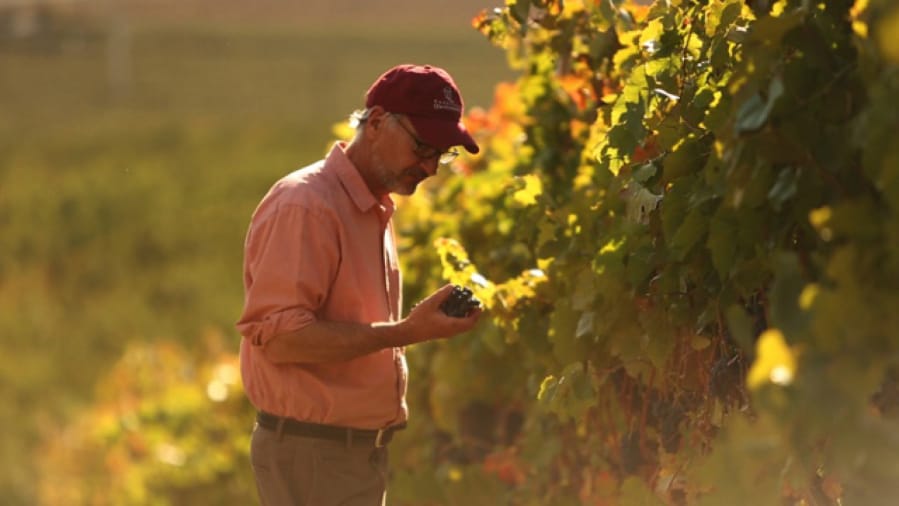 Promotional artwork from Brian Carter Cellars shows owner Brian Carter inspecting grapes at a vineyard. The winery, based in Woodinville, will open a new tasting room in November at The Waterfront Vancouver.