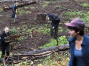 Volunteers clear branches and underbrush in the oak restoration area at the Ridgefield National Wildlife Refuge on Wednesday. Friends of the Ridgefield National Wildlife Refuge has received a $50,000 grant from the Cowlitz Tribe Education and Arts Fund.