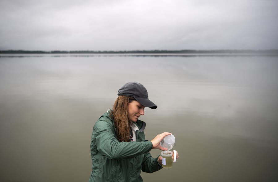 Washington State University Vancouver graduate student Katie Sweeney pours a water sample from Vancouver Lake into a collection container on the docks at the Vancouver Lake Sailing Club. Sweeney&#039;s work is noteworthy because Vancouver Lake can experience closures from toxic levels of cyanobacteria.