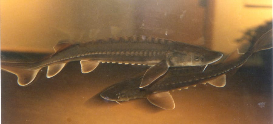 The Sept. 21 Sturgeon Festival at the Water Resources Education Center acquaints families with this ancient, rough-skinned, spiny-backed fish, an important part of the Columbia River ecosystem. Also see a reptile show and birds of prey.