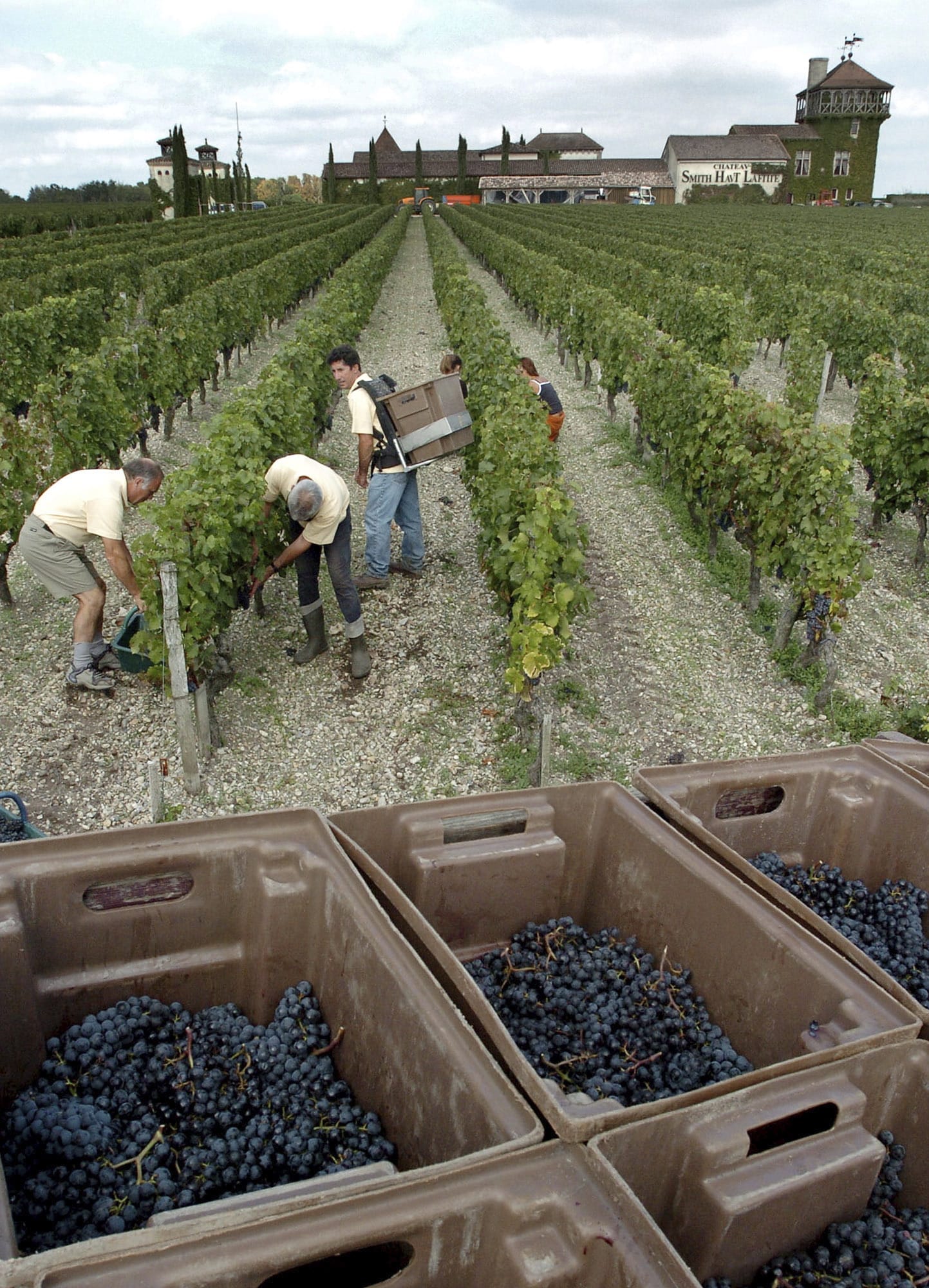 FILE - In this Sept.24, 2004 file photo, grape-pickers harvest grapes at the Chateau Smith Haut Lafitte, near Bordeaux, southwestern France, in the Grand Cru Classe de Graves.