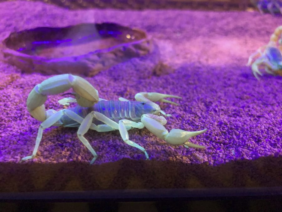 In this Aug. 18, 2019 photo, a scorpion appears in a tank after being captured in Lost Dutchman State Park, Ariz. Feared, admired and loathed, scorpions have roamed the earth for 450 million years. An interesting way to learn about the critters, which glow under black lights, is to go on scorpion hunts in Southwest states like Arizona and New Mexico. Wear closed-toed shoes and pants, bring black lights and prepare to be awed.