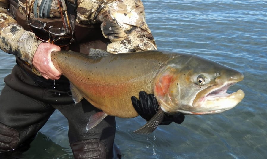 A Lahontan cutthroat trout recently caught at Pyramid Lake, 30 miles northeast of Reno, Nev. At right is a model of the $23.5 million fish passage project that the U.S. Bureau of Reclamation has launched at Derby Dam in Wadsworth, Nev. (U.S.
