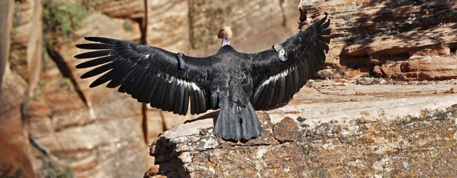 A female condor on May 13 in Zion National Park, Utah.
