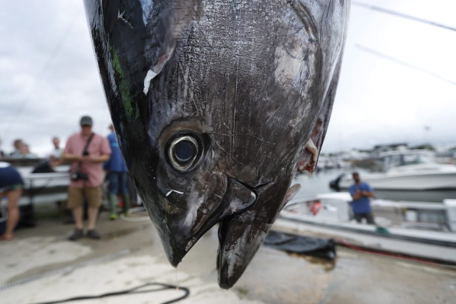 FILE- In this Aug. 4, 2018 file photo, a bluefin tuna is weighed on a dock in South Portland, Maine. A plan that could loosen the rules about fishing for bluefin tuna has attracted the attention of fishermen and environmentalists. (AP Photo/Robert F.