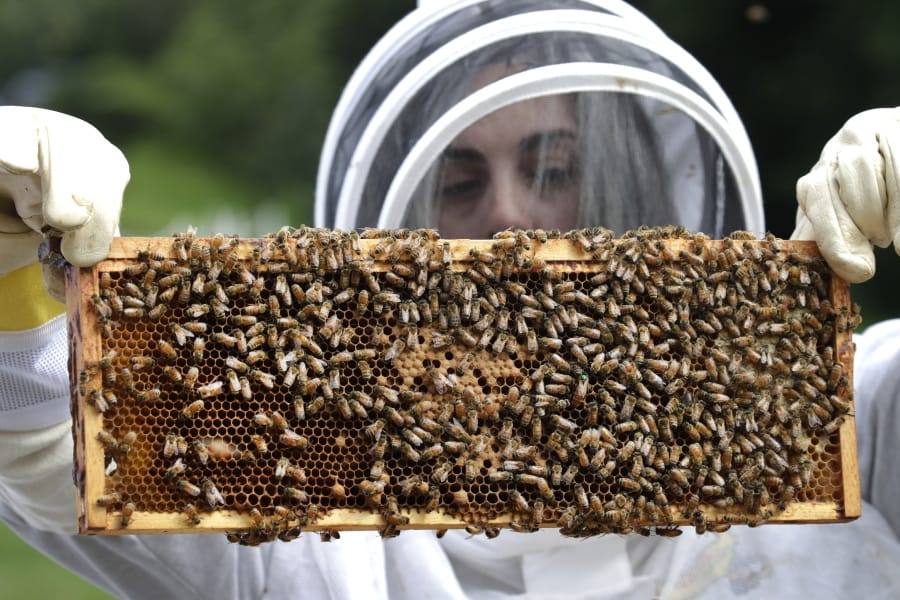U.S. Army veteran Wendi Zimmermann transfers a frame of bees to a new box Aug. 7 while checking them for disease and food supply at the Veterans Affairs’ beehives in Manchester, N.H.