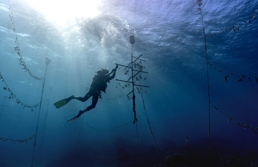 Diver Lenford DaCosta cleans up lines of staghorn coral at an underwater coral nursery inside the Oracabessa Fish Sanctuary, Tuesday, Feb. 12, 2019, in Oracabessa, Jamaica. With fish and coral, it&#039;s a codependent relationship. The fish rely upon the reef structure to evade danger and lay eggs, and they also eat up the coral&#039;s rivals. (AP Photo/David J.