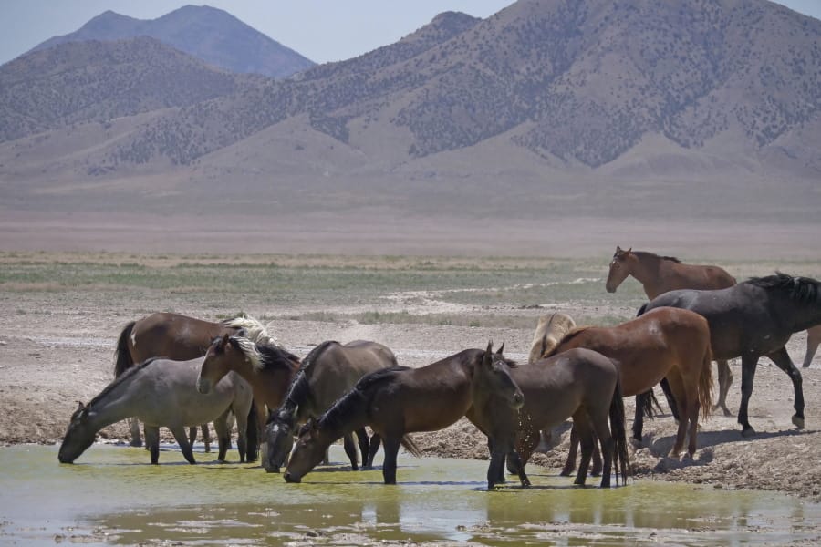 Wild horses drink from a watering hole outside Salt Lake City on June 29, 2018. A Senate panel has approved $35 million for a new wild horse initiative backed by animal welfare groups and the livestock industry but condemned by the largest mustang protection coalition, which says it would put the free-roaming animals on a path to extinction.