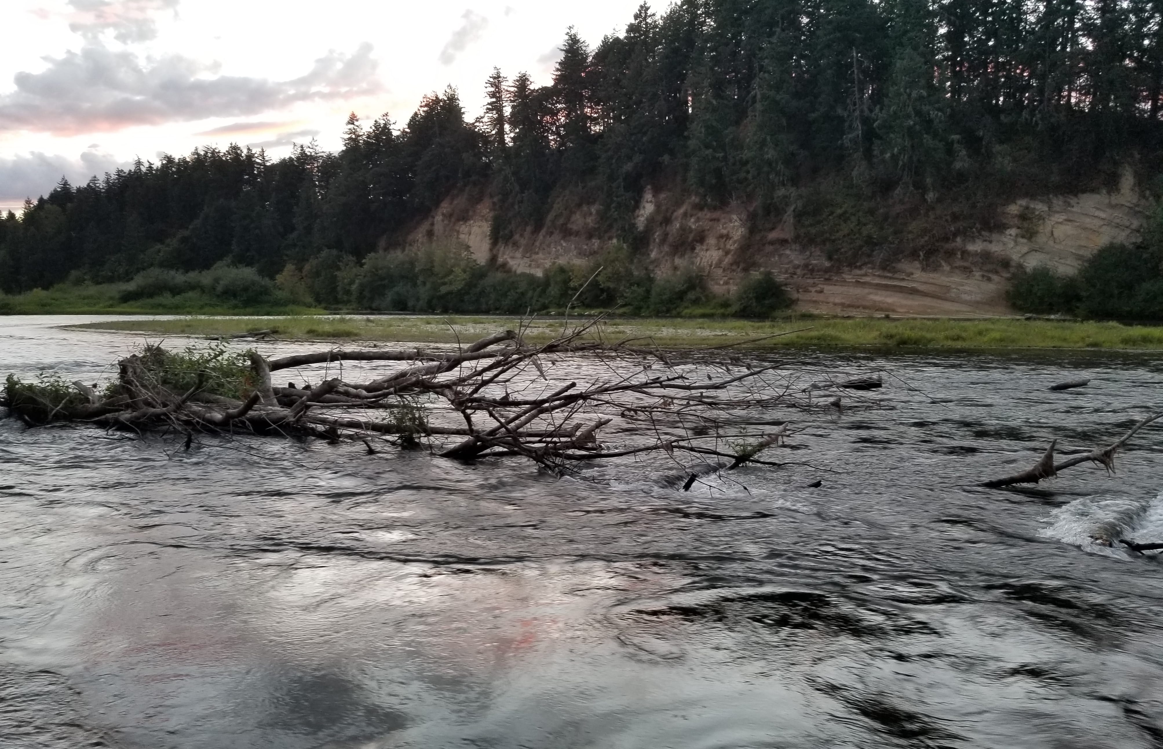 The Polk County, Ore., Sheriff's Office released this photo of a root ball snag in the Willamette River where a Vancouver woman went missing Saturday.