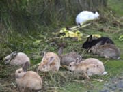Rabbits gather near a resident&#039;s garden Sept. 12, 2018, in Cannon Beach, Ore. Cannon Beach city councilors Tuesday approved an ordinance making it illegal to feed wild animals.