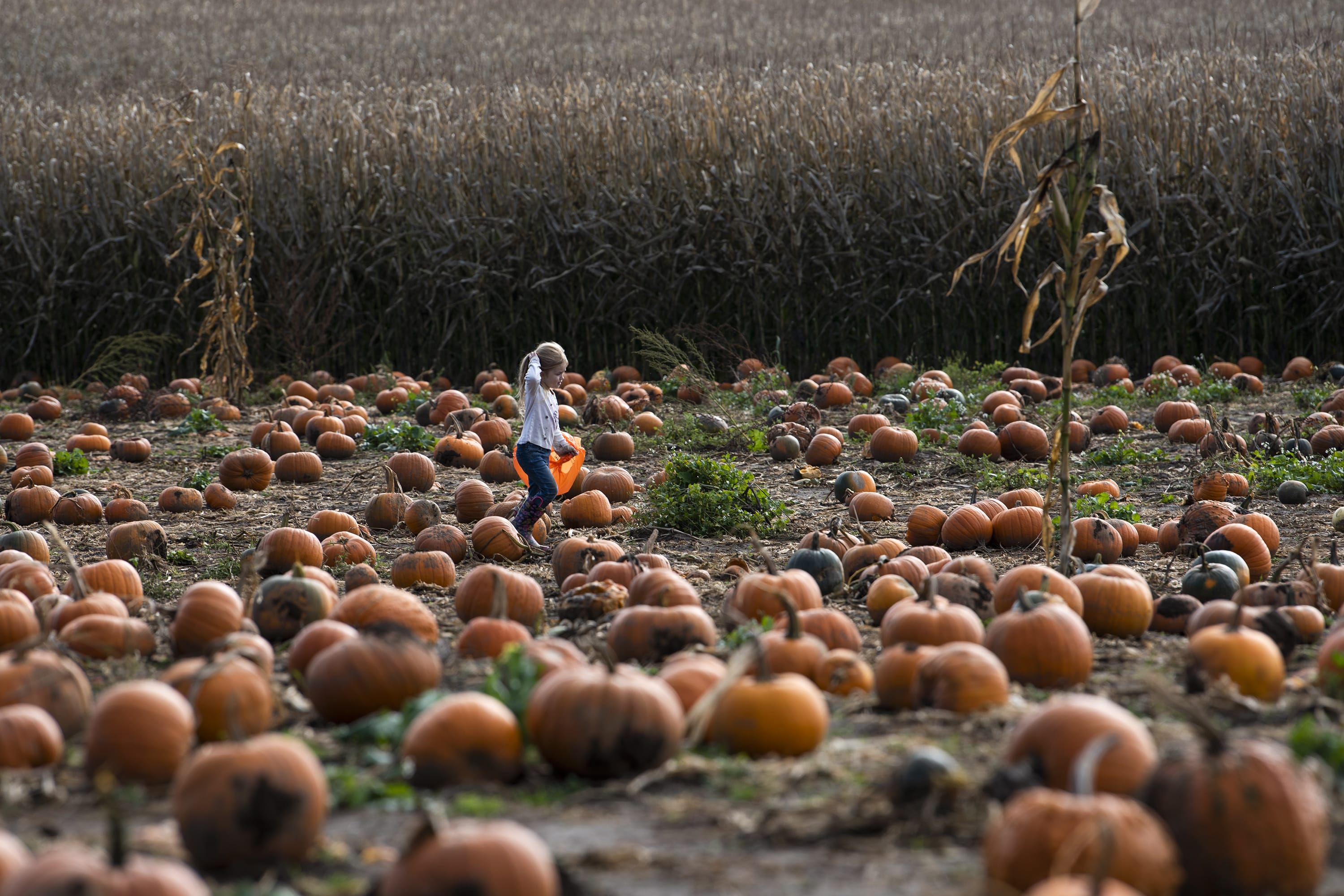 Ellsworth Elementary School kindergartner Sarah Williams runs through the pumpkin patch during a school field trip to Bi-Zi Farms in Vancouver on Oct. 22, 2019. Every student got to pick out a pumpkin to bring home with them.