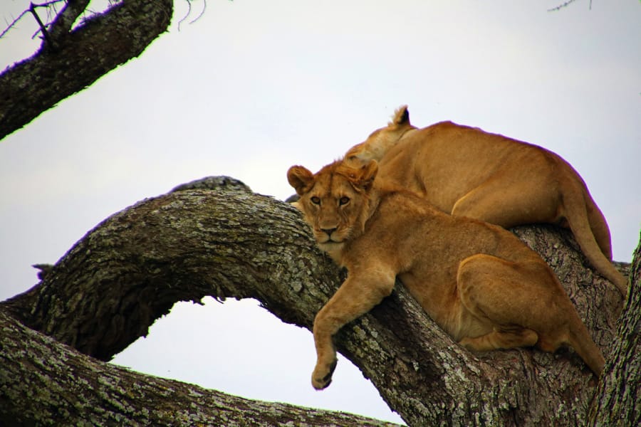 A young lion settles onto a lofty tree branch, presumably to get away from biting flies below in the Serengeti.