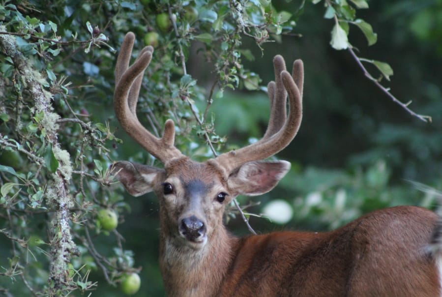 Blacktail bucks are one of the most challenging deer to hunt, but conditions are much better than in 2018. Patient hunters should find success.