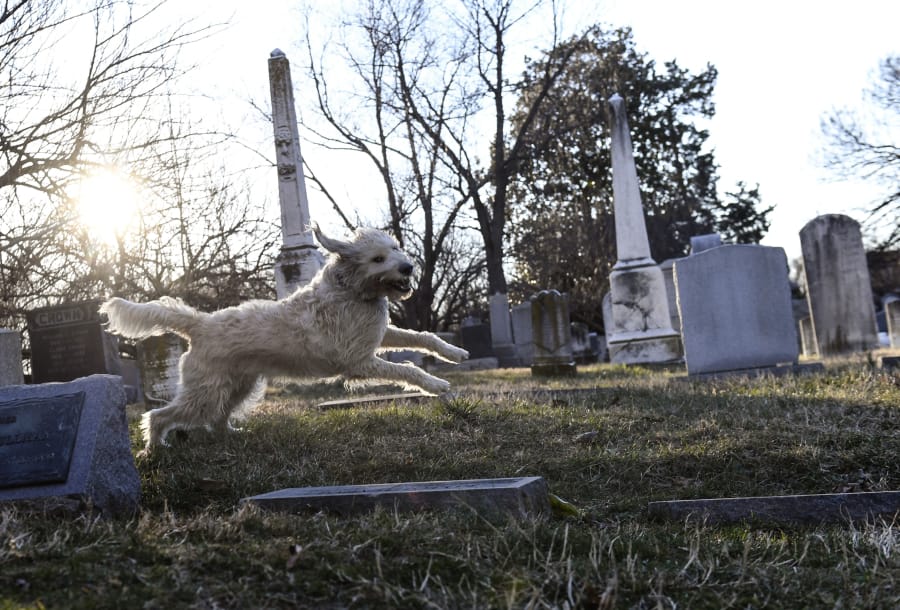 Buster, a labradoodle, takes a romp through Congressional Cemetery on Feb. 16, 2017, in Washington, D.C.