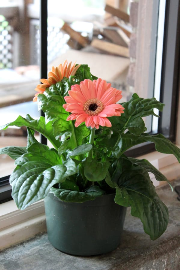 Gerbera daisies cleanse the air of benzene, a study found.