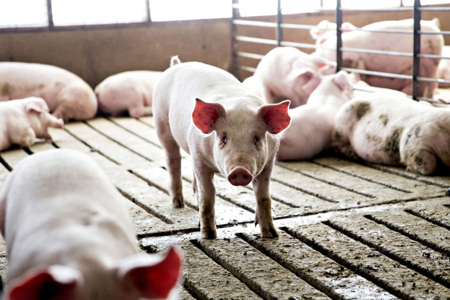 Three-month-old pigs stand in a pen Paustian Enterprises in Walcott, Iowa.