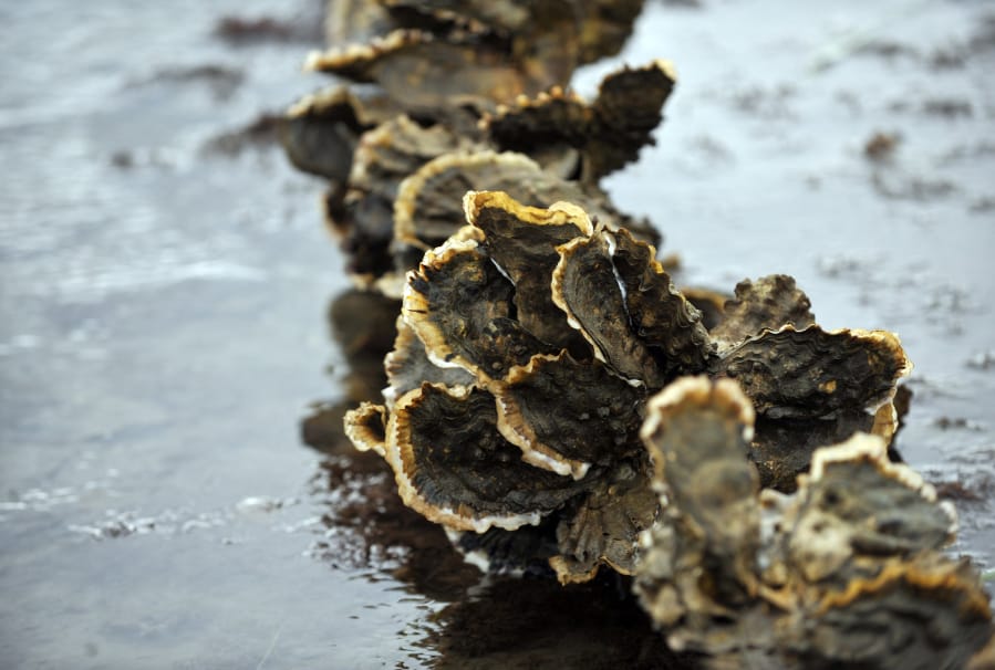 Pacific oysters are harvested at Taylor Shellfish Farms at Samish Bay. (Philip A.