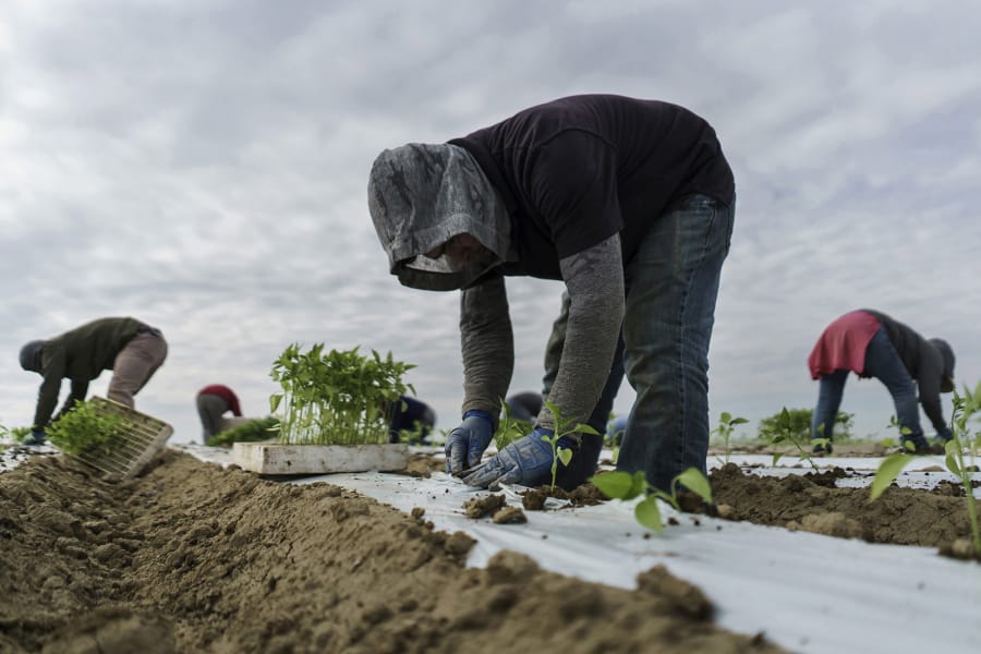 Migrant farmworkers transplant jalapeno sprouts from trucks into the soil March 7, 2018, at a farm in Lamont, Calif.
