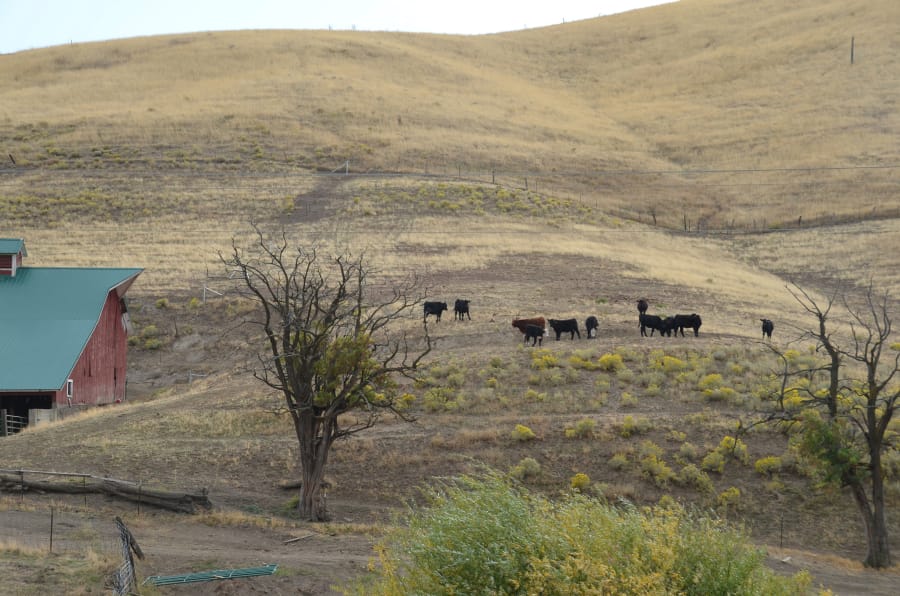 Cattle graze at an eastern Washington ranch. Attacks by gray wolves on livestock are rare. But when certain numbers of farm animals are preyed on within set time periods, officials can kill wolves if they determine that ranchers took steps to prevent attacks.