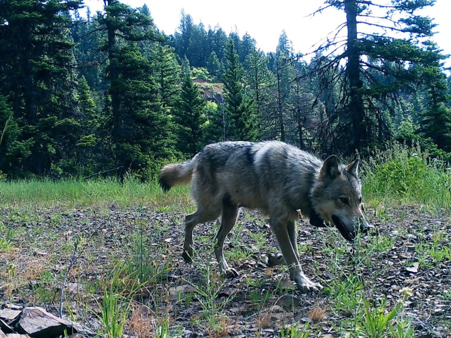 A gray wolf wearing a tracking collar walks north of the central Washington town of Cle Elum in June.