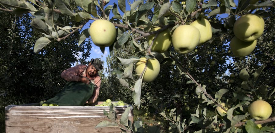 Sergio Garcia empties a bag of golden delicious apples into a bin Sept. 16, 2013, at a Valicoff Fruit Company orchard near Wapato. Harvesting the fruit orchards of Eastern Washington each year requires thousands of farmworkers, many of them working illegally in the United States.