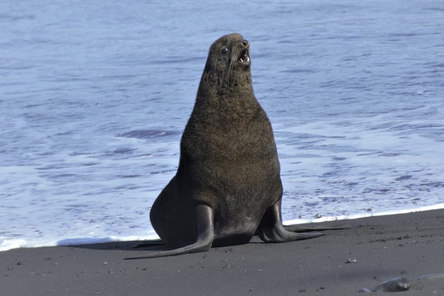 This August 2019 photo released by the National Oceanic and Atmospheric Administration Fisheries (NOAA) shows a mature northern fur seal standing on a beach on Bogoslof Island, Alaska. Alaska&#039;s northern fur seals are thriving on an island that&#039;s the tip of an active undersea volcano. Numbers of fur seals continue to grow on tiny Bogoslof Island despite hot mud, steam and sulfurous gases spitting from vents on the volcano.
