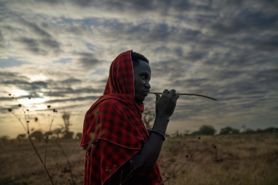 In this Thursday July 4, 2019 photo, Saitoti Petro, brushes his teeth with a stick before taking his herd to the fields in the village of Narakauwo, Tanzania. Petro says the problem now is that there are too few lions, not too many. &#039;??It will be shameful if we kill them all,&#039;?? he says. &#039;??It will be a big loss if our future children never see lions.&#039;?? And so he&#039;??s joined an effort to protect lions, by safeguarding domestic animals on which they might prey.