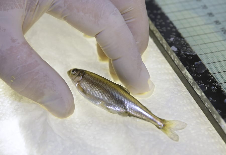 A delta smelt is shown July 15, 2015, at the University of California Davis Fish Conservation and Culture Lab in Byron, Calif.